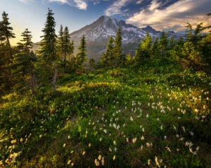 Mount Rainier at Golden Hour with a field of avalanche lilies
