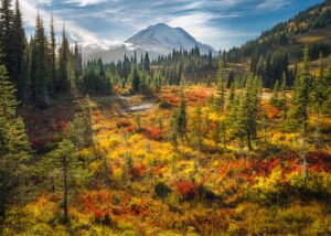 Vibrant red and gold fall colors illuminated by golden hour, Mount Rainier in the background
