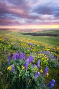 Sunset view of Lupine and Arrowleaf Balsamroot in the meadows of the Columbia River Gorge