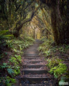 Steps on a trail through a forest in New Zealand