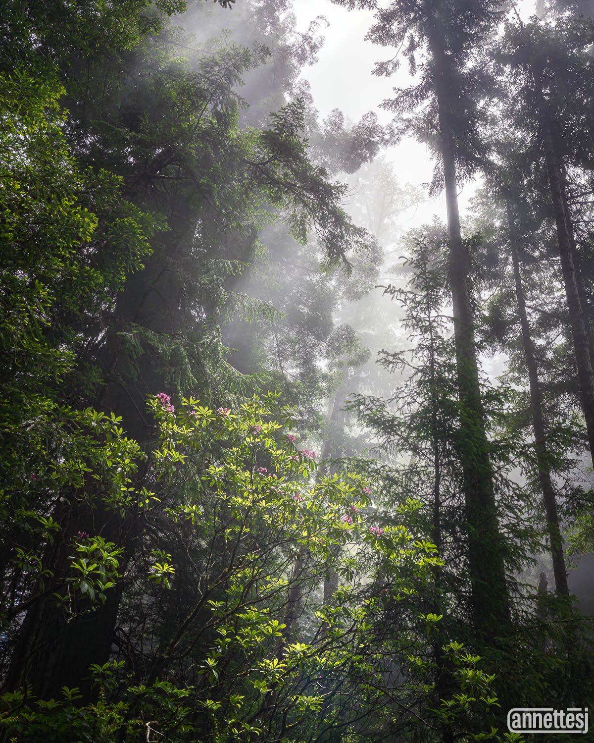 Wild rhododendron growing amongst California Redwoods