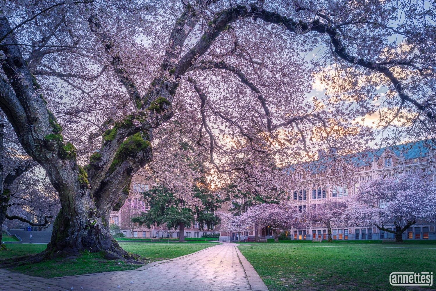 Cherry Blossom Tree Photos at University of Washington.