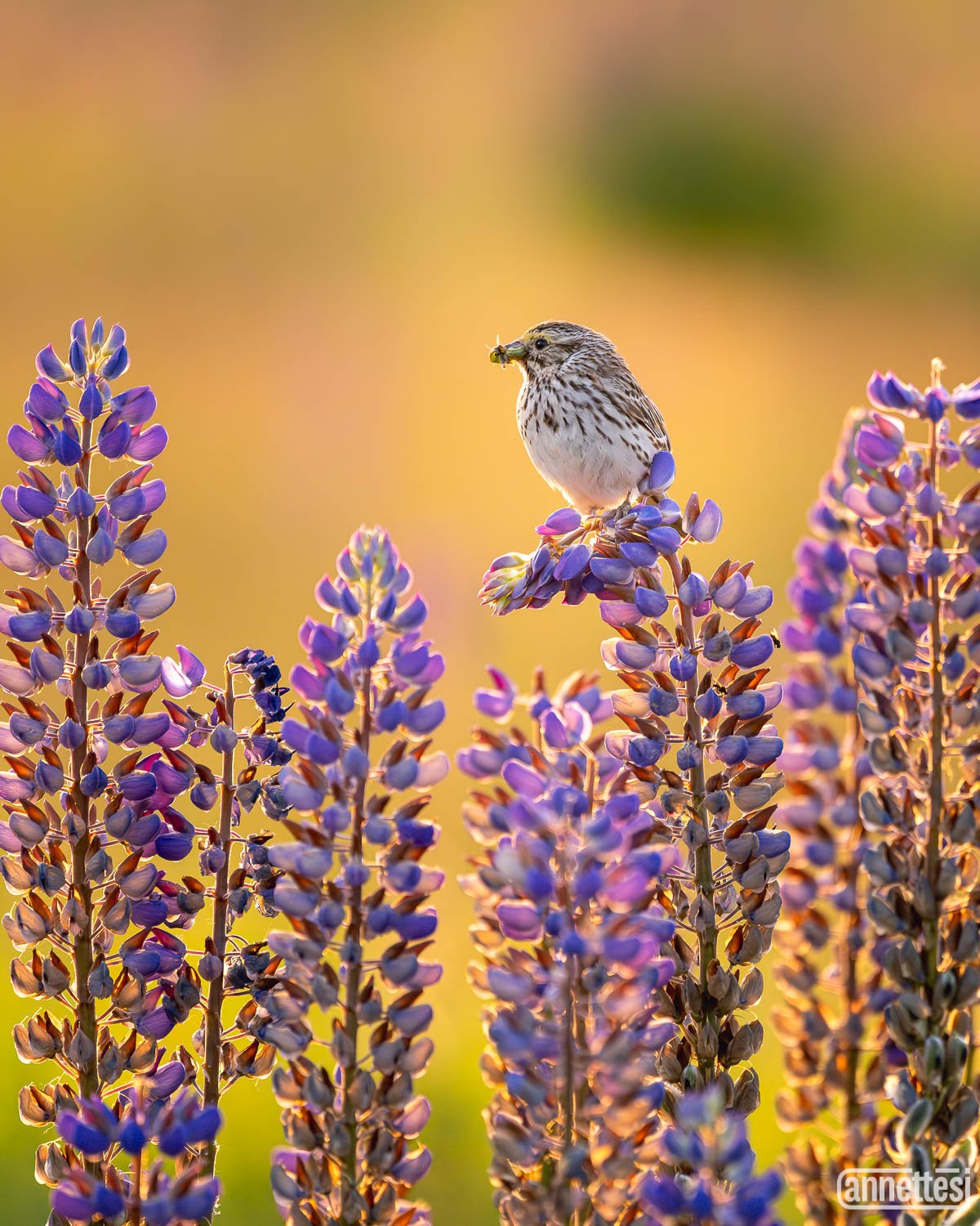 A bird in a field of lupines