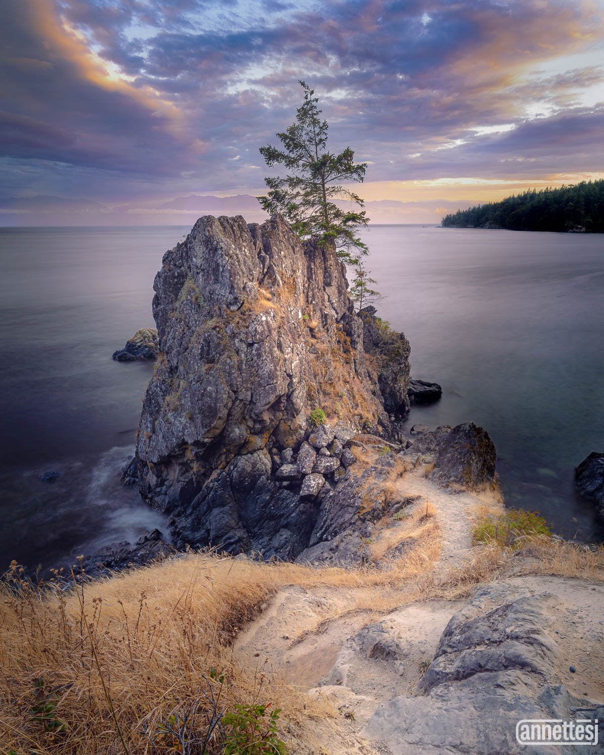 A tree on a rocky outcropping at sunset on Vancouver Island