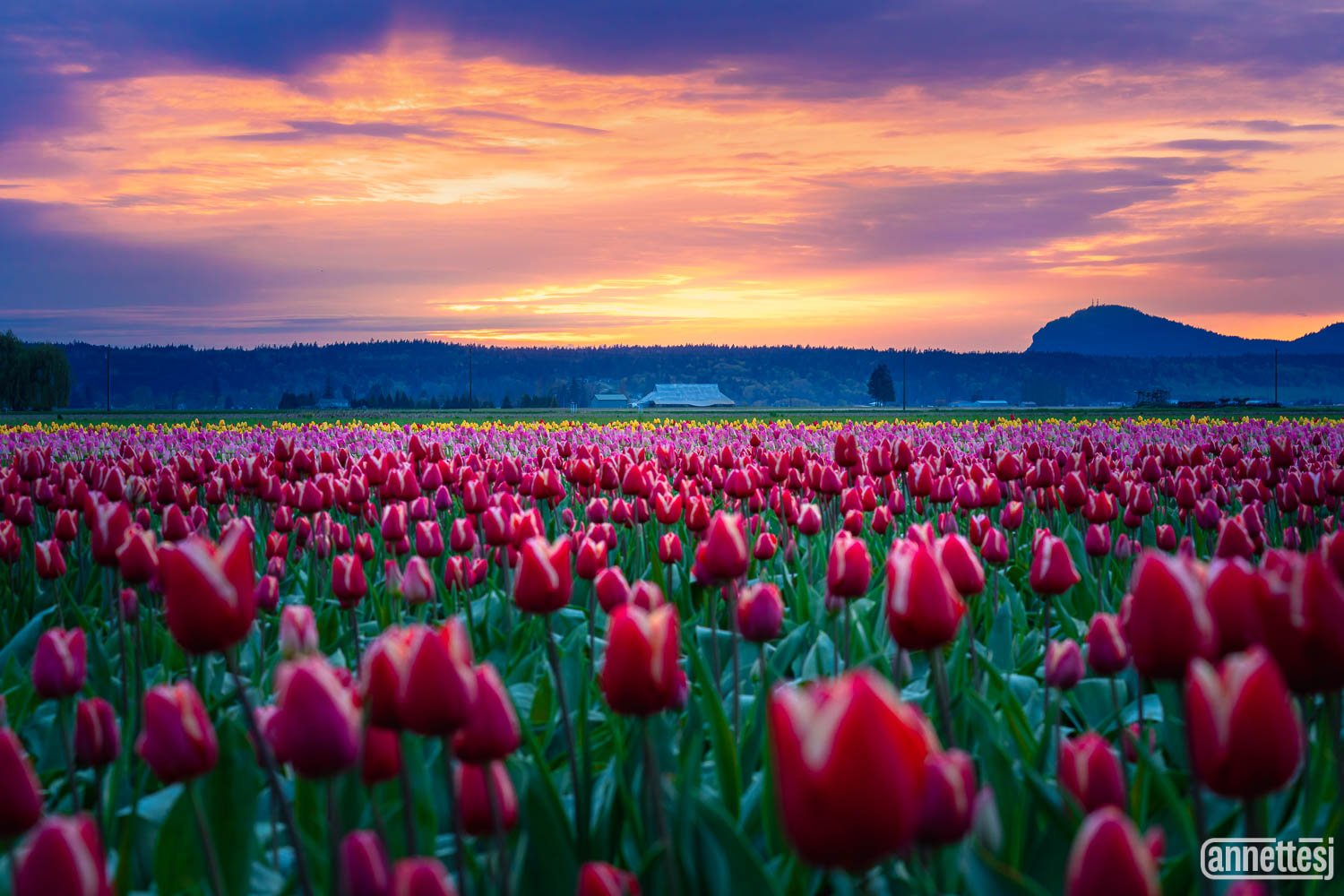 Landscape photos for sale of sunset on tulip fields in Skagit Valley