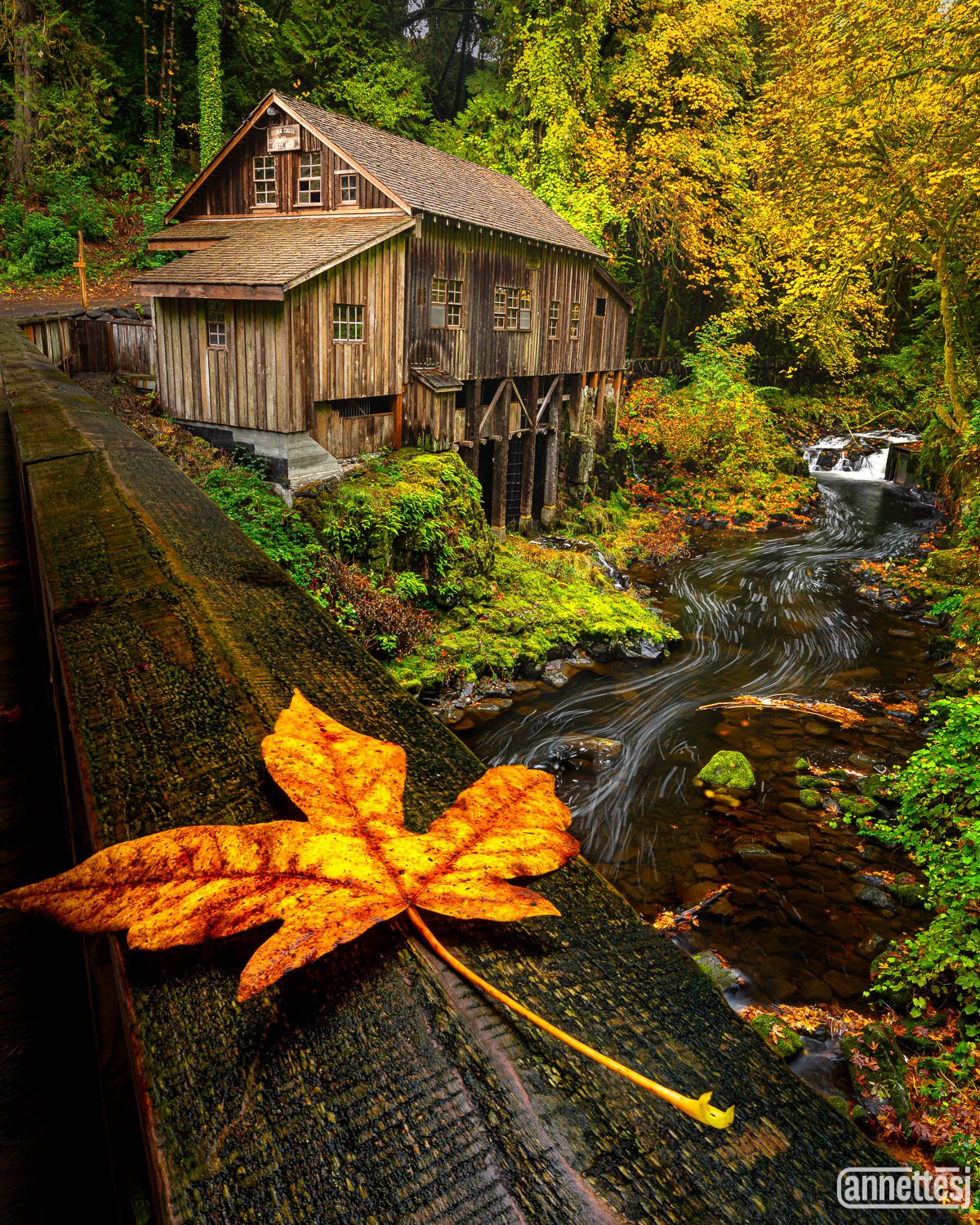 Vibrant fall colors at Cedar Creek Grist Mill, Washington