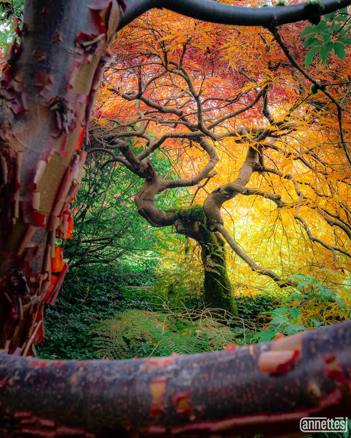 A vibrant Japanese maple at the Kubota Garden.