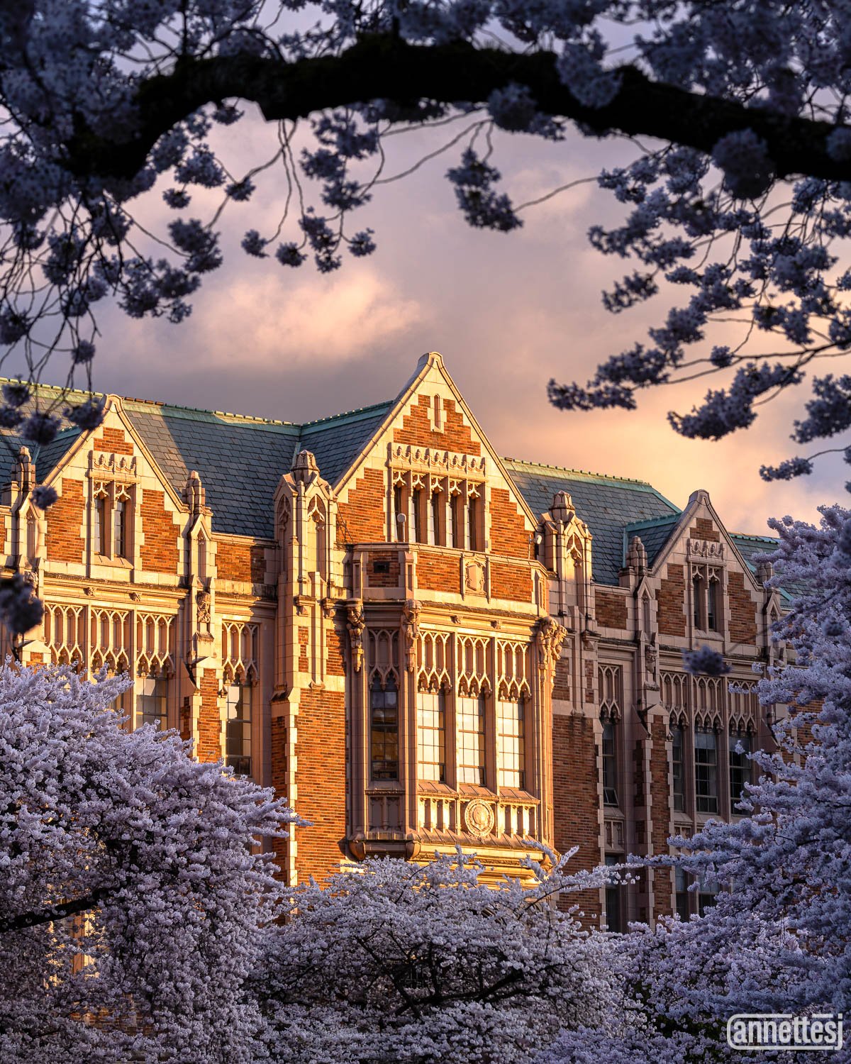 Cherry blossoms frame a building at the University of Washington