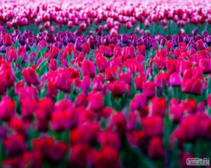 Beautiful field of tulips in bloom in Skagit Valley, Washington.