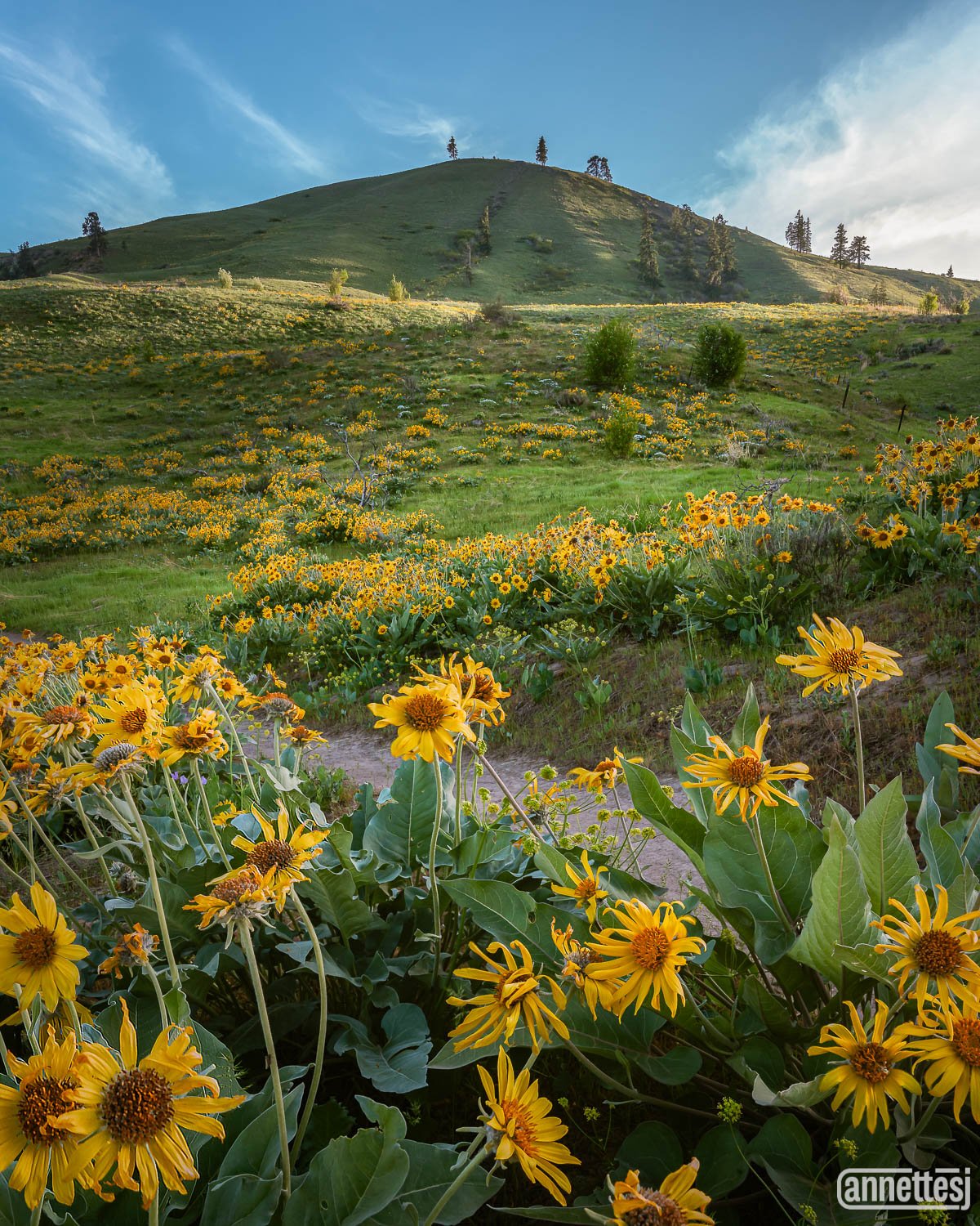 Wildflowers on a hillside near Wenatchee, Washington