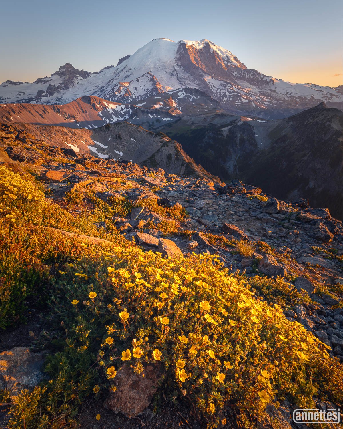 Wildflowers at Mount Rainier National Park