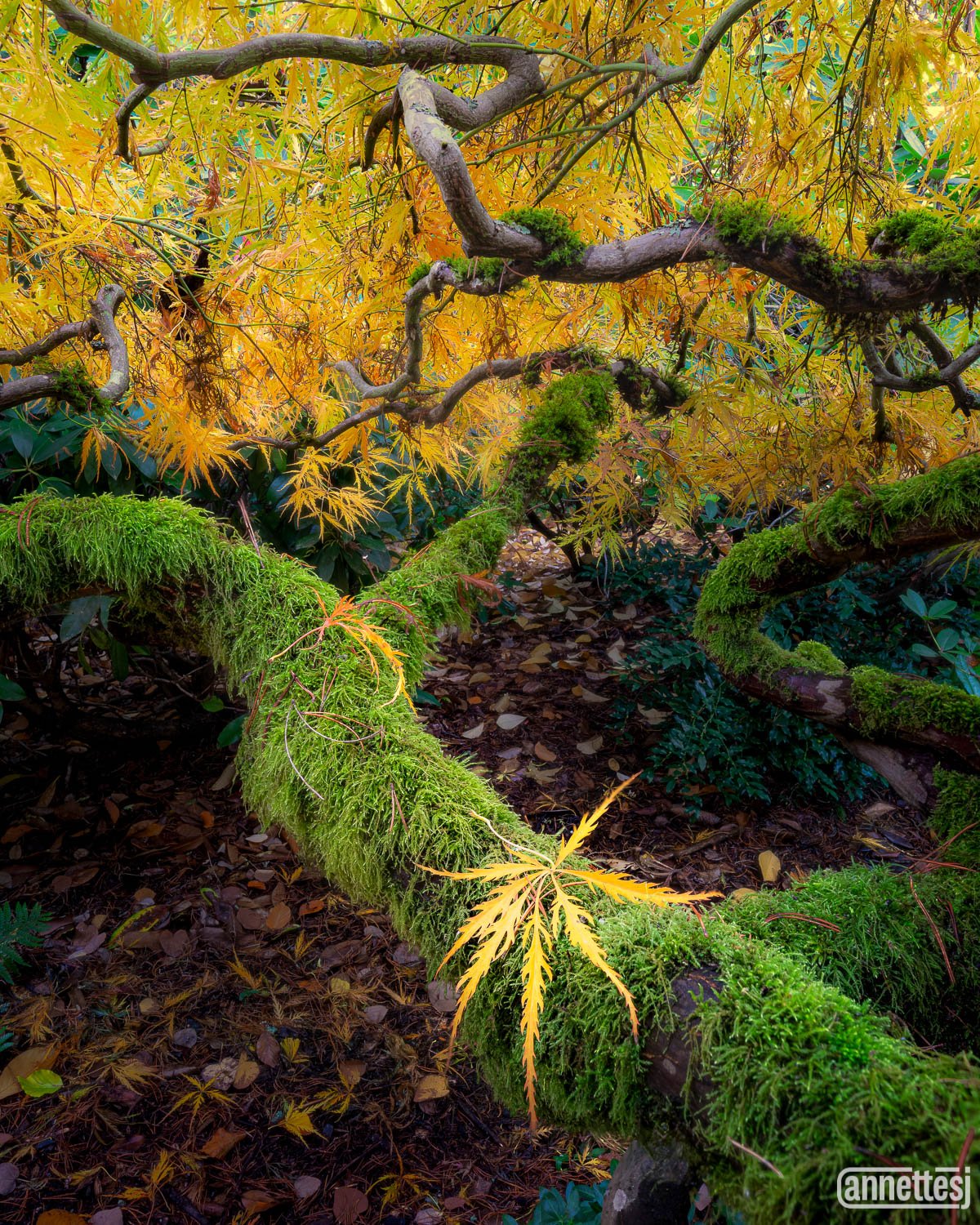A Japanese maple at the Kubota Garden alight in fall colors.