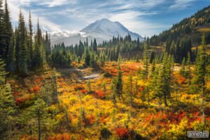 Fall colors at Mount Rainier National Park