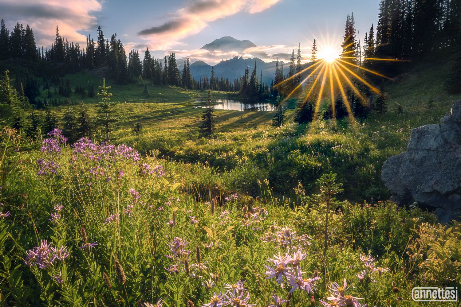 Mount Rainier photography of wildflowers at Little Tipsoo Lake