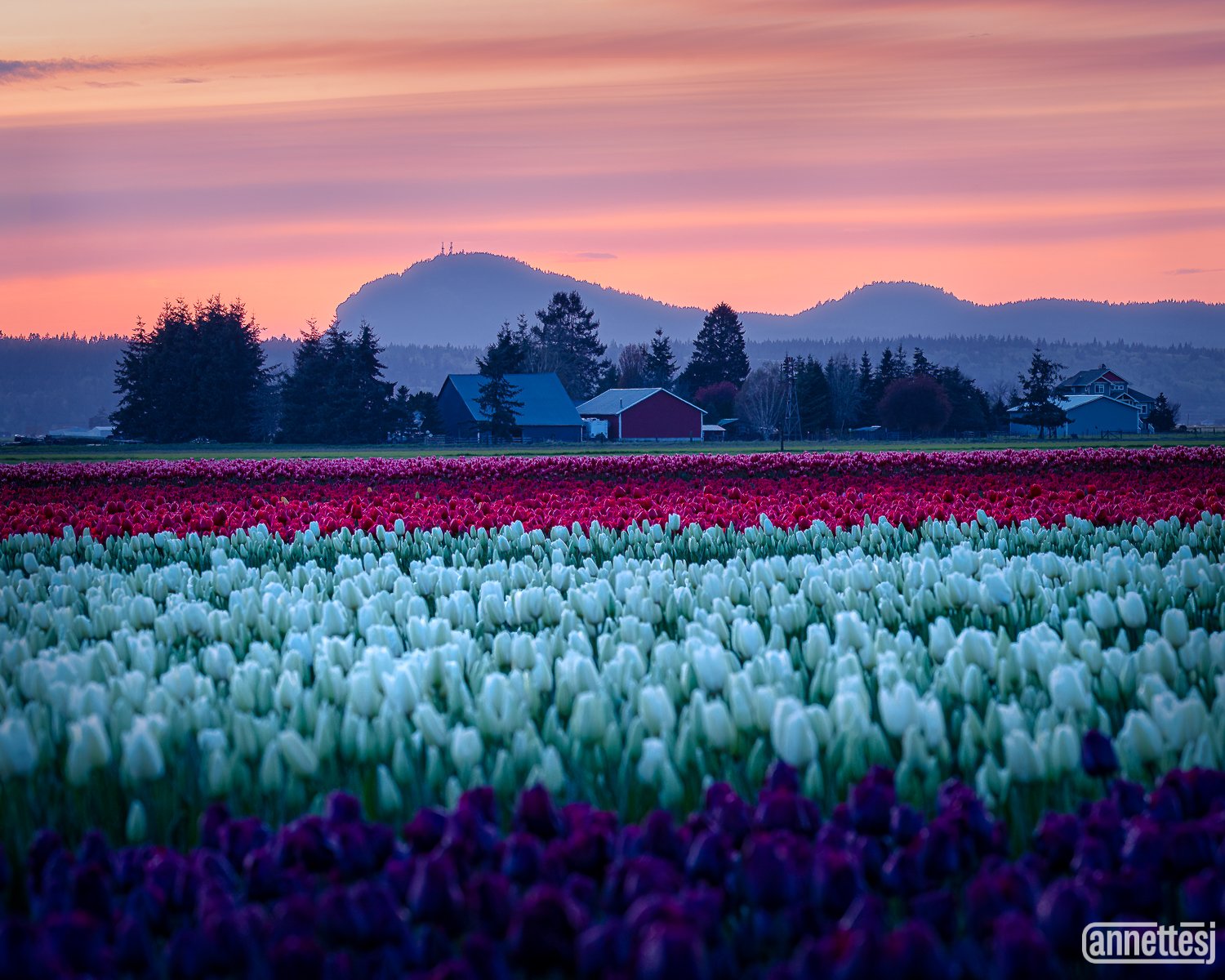 Skagit Valley tulip fields at sunset
