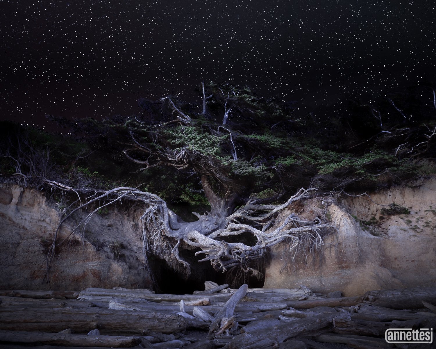 The Tree of Life in Kalaloch, Washington under a brilliant starlit sky. 