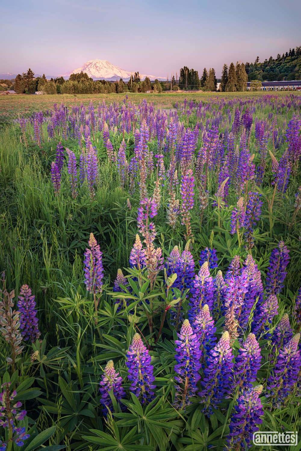 Beautiful Landscape Photography Prints of lupines and Mount Rainier