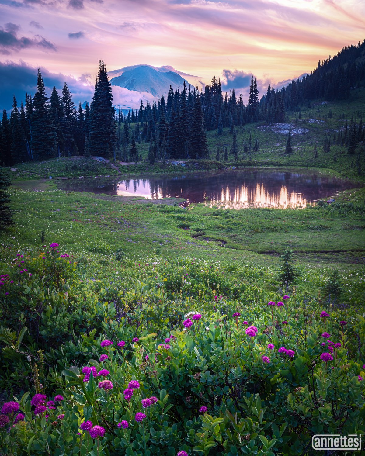 The suns sets on this lovely wildflower scene near Mount Rainier