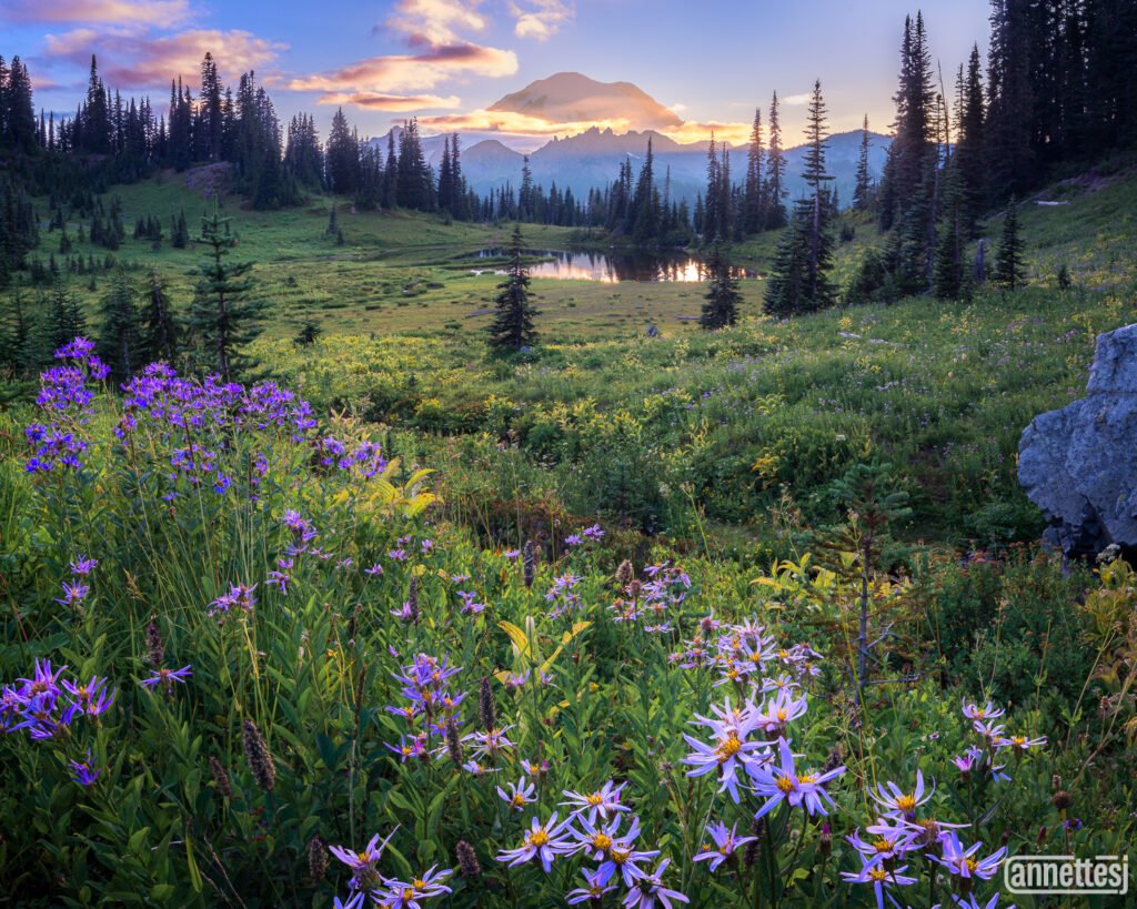 Washington State Photography wildflowers at Mount Rainier