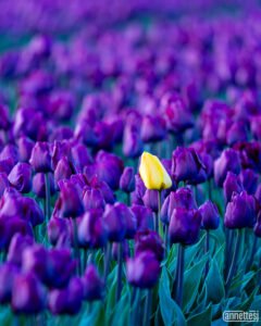 Flower wall art A single yellow tulip amidst a field of purple tulips.
