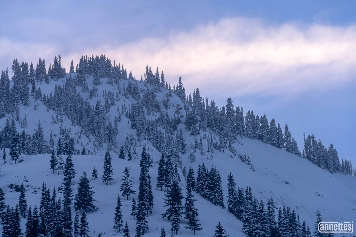 Beautiful Landscape Photography Prints for Sale of snow-covered evergreens