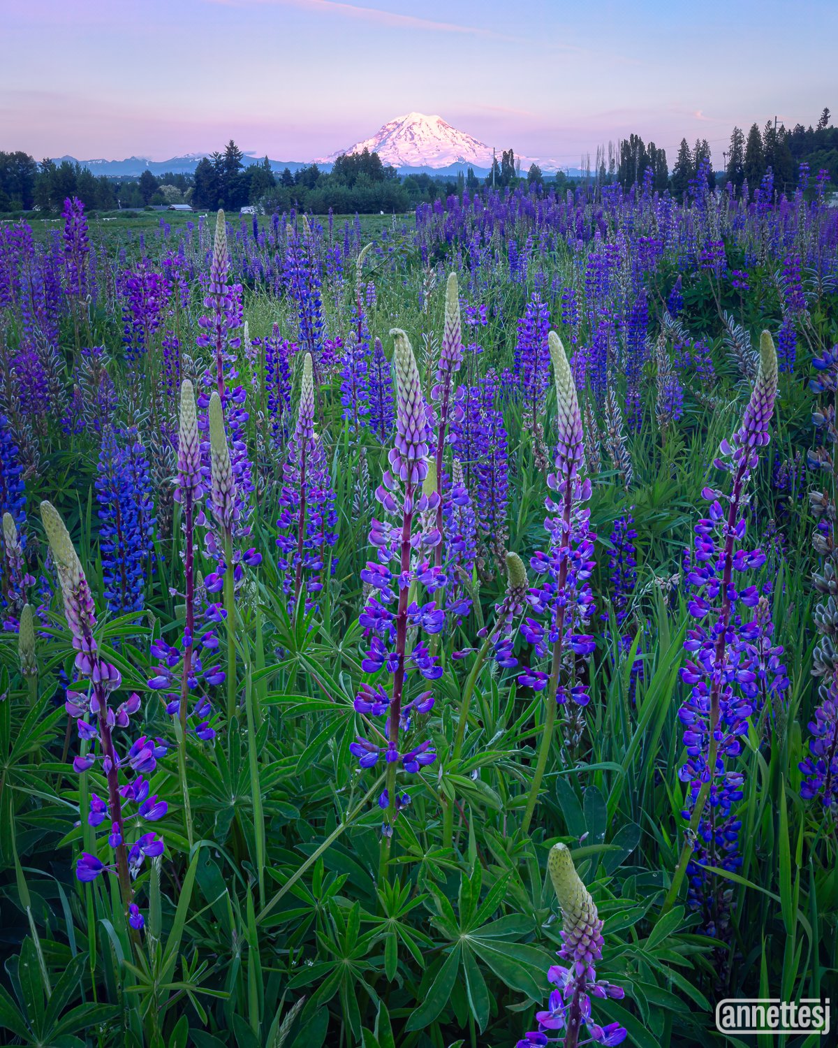 Washington state photography of Mount Rainier beyond a field of lupines