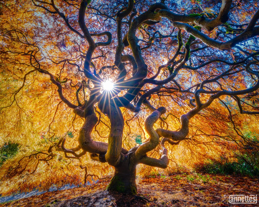 Photos of Japanese Maple Trees at Kubota Garden Washington