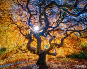 Photos of Japanese Maple Trees at Kubota Garden Washington