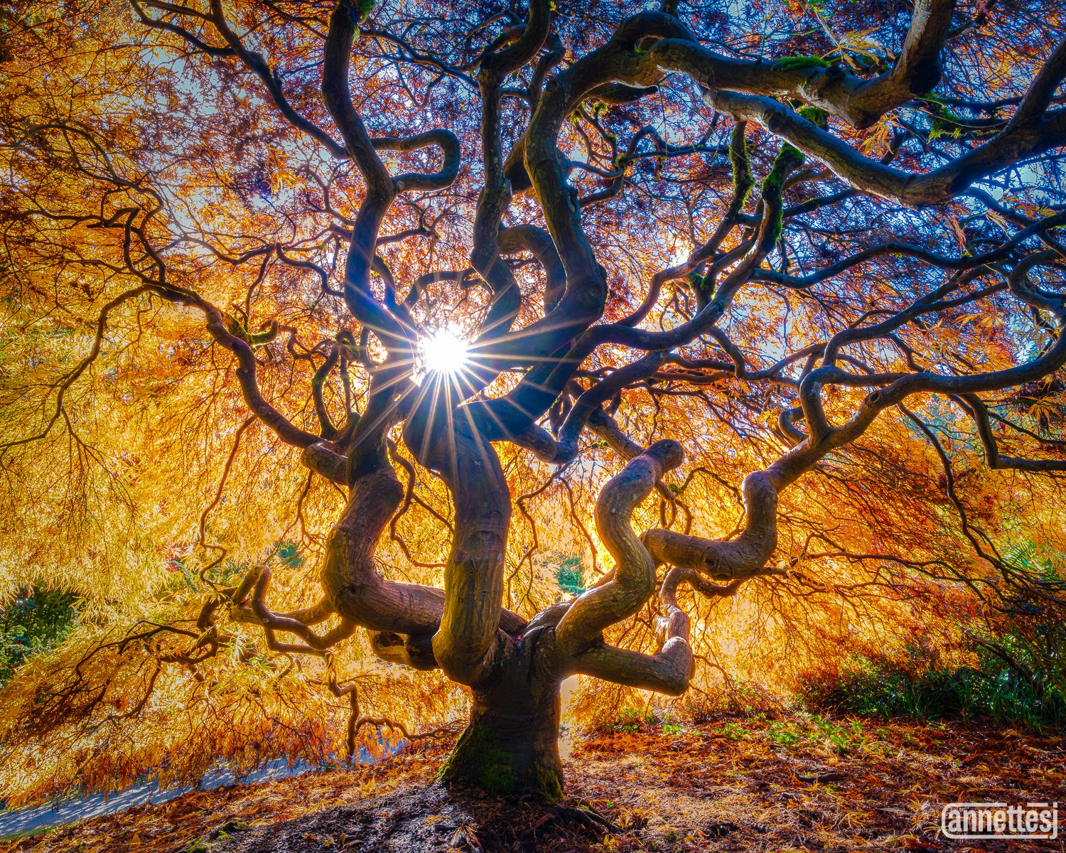 Photos of Japanese Maple Trees at Kubota Garden Washington