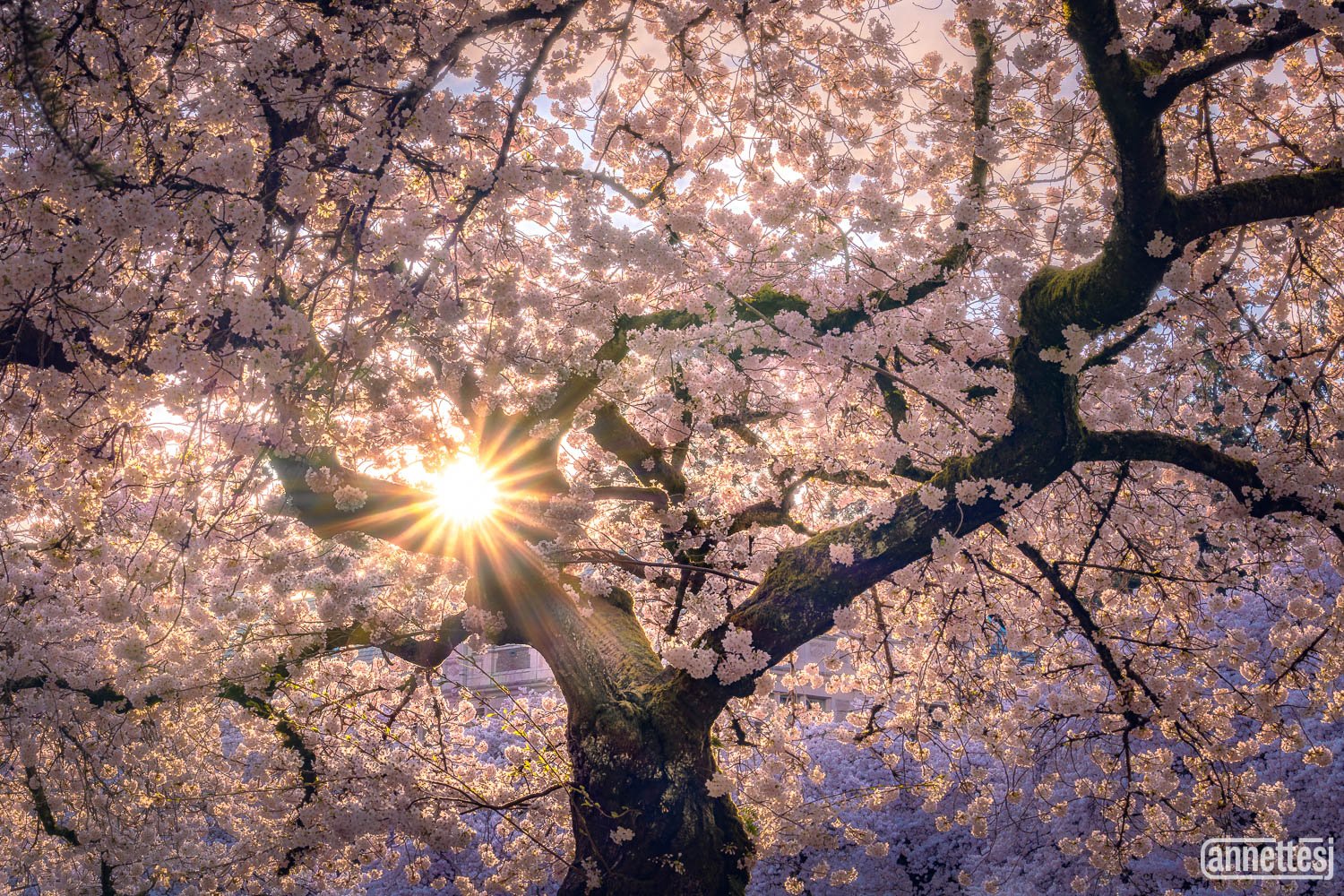 Cherry blossom tree photos from University of Washington