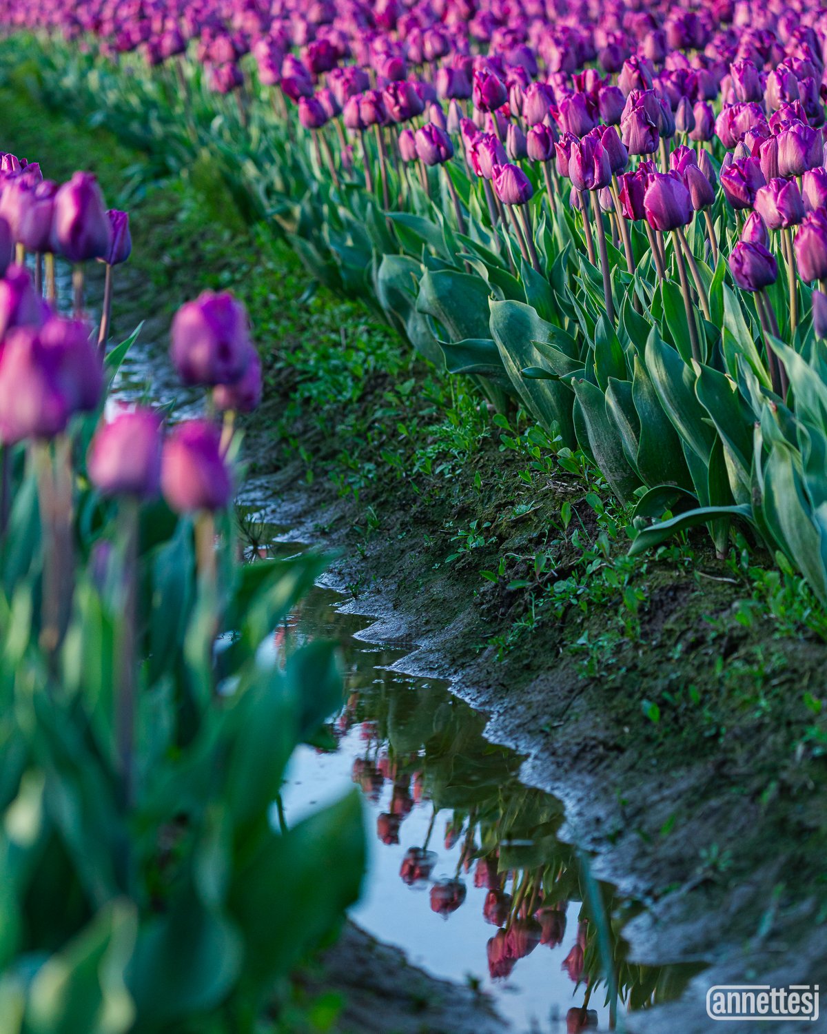 Flower wall art Purple Tulips reflected in rain water