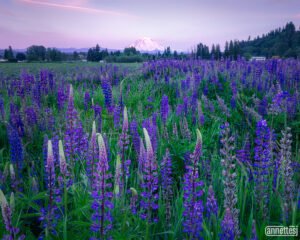 Landscape Photos for Sale of lupines and Mount Rainier