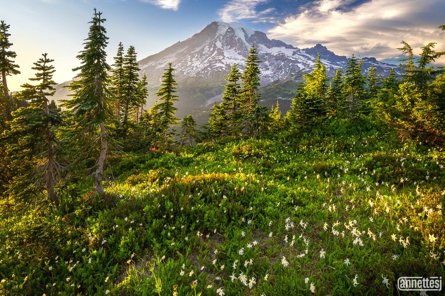 Landscape Photos for Sale of Mount Rainier with wildflowers