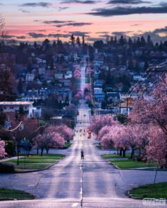 Seattle photography of Cherry blossoms lining a road leading to sunset