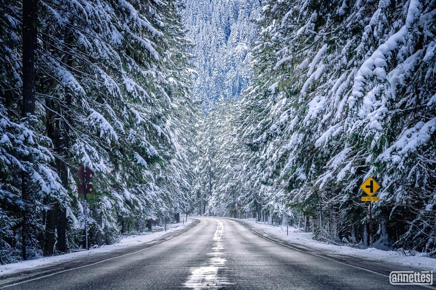 A snowy winter road through dense evergreen trees in the Pacific Northwest.