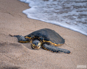 Hawaiian landscape photography of a sea turtle on the beach