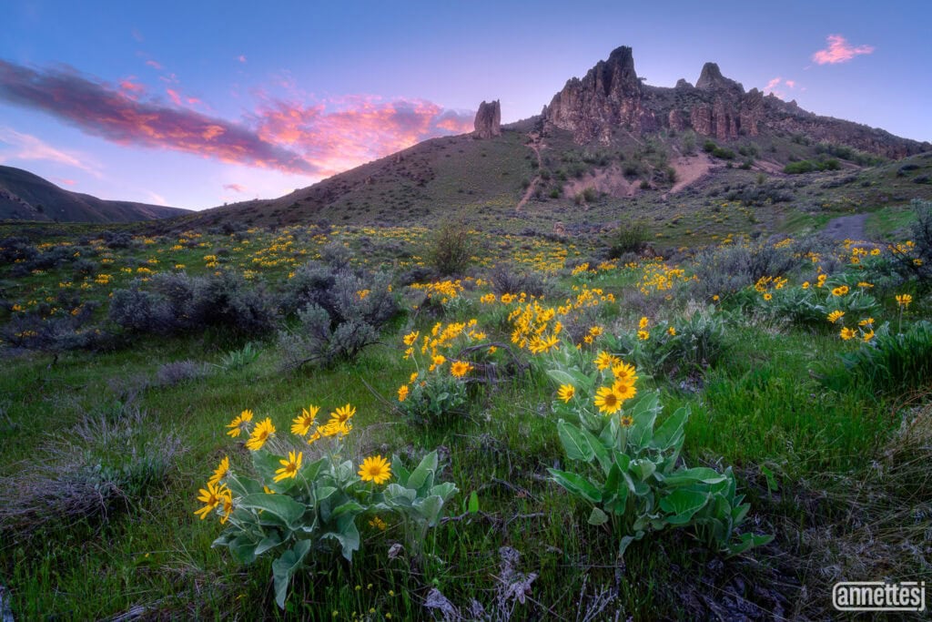 Wildflowers in Washington State at sunset