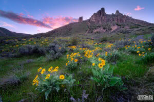 Wildflowers in Washington State at sunset