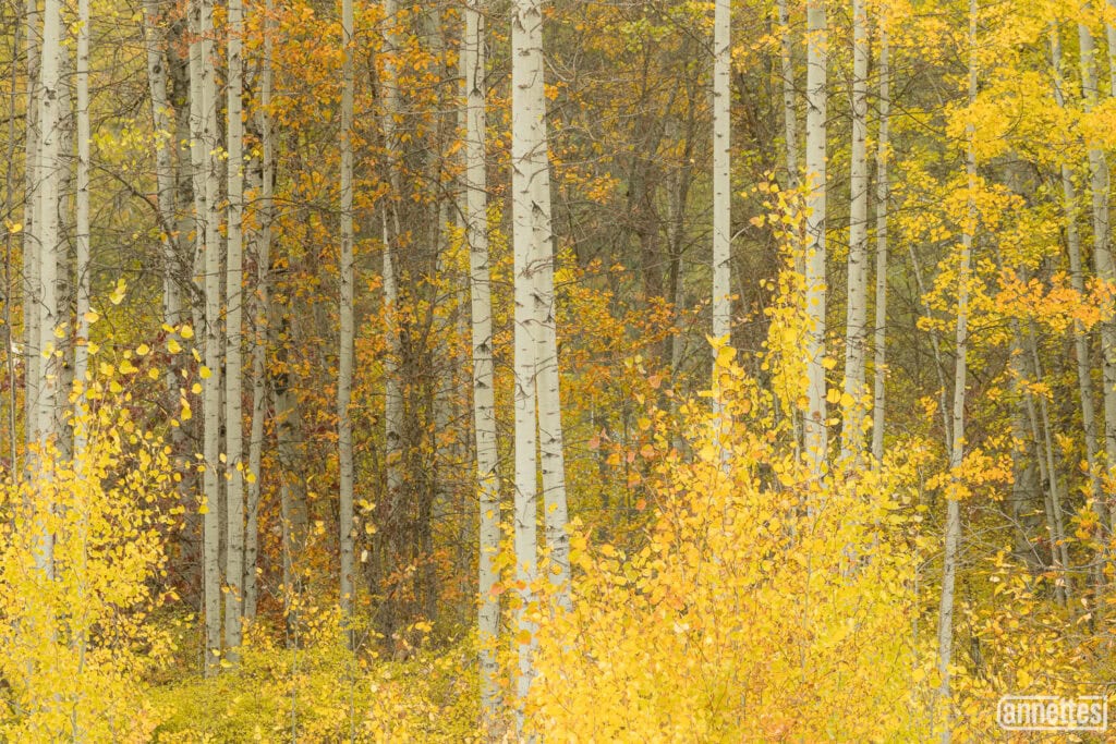 Rhythm in Gold
