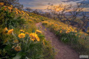 An Oregon hillside covered in blooming balsamroot and oak trees. A trail leads toward the setting sun on the Columbia River Gorge.