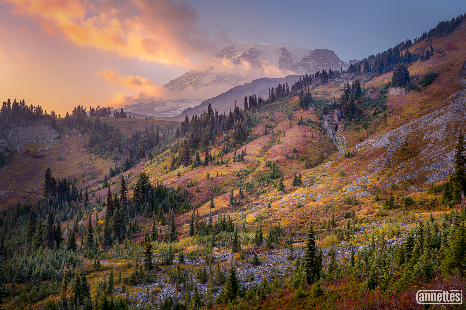 Autumn colors ablaze in an evergreen dotted meadow at Mount Rainier National Park.